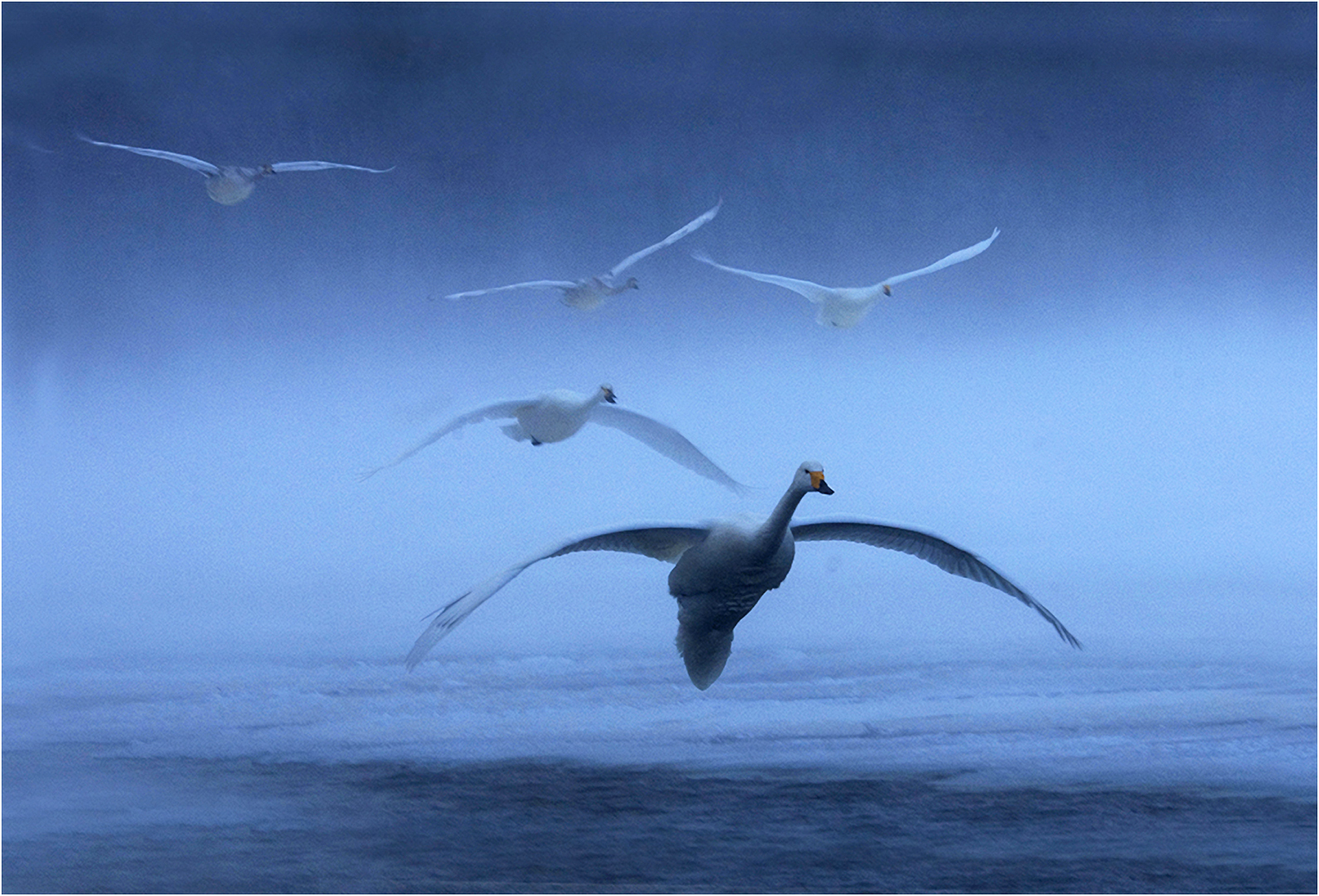 David L Edwards (Wales) Whooper Swans landing formation